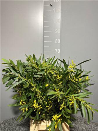 <h4>Acacia Longifoglia</h4>