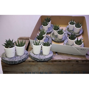 arr8 Hawo Gem In Stenen Arrangement