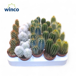 Cactus Column Mix (5spc.)