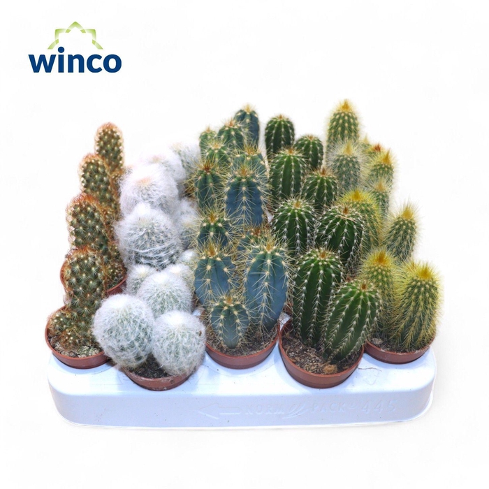 <h4>Cactus Column Mix (5spc.)</h4>