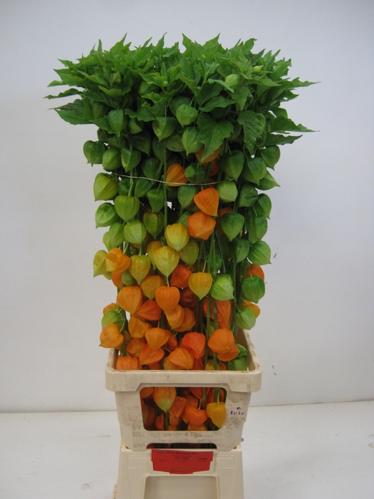 <h4>PHYSALIS LAMPION TAK</h4>