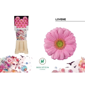 GE MI LOVEME Diamond x80