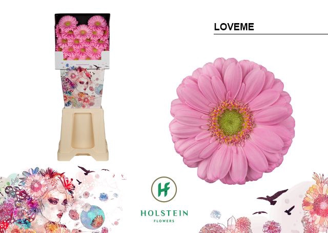 <h4>GE MI LOVEME Diamond x80</h4>