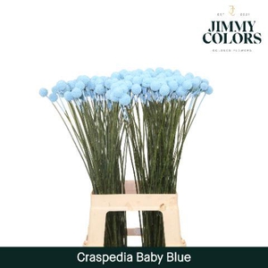 Craspedia L70 Light blue