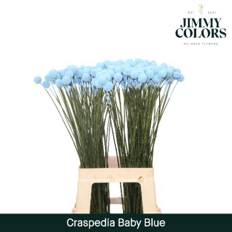 <h4>Craspedia L70 Light blue</h4>