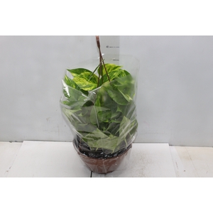 JIBOIA VERDE C21 PENDENTE