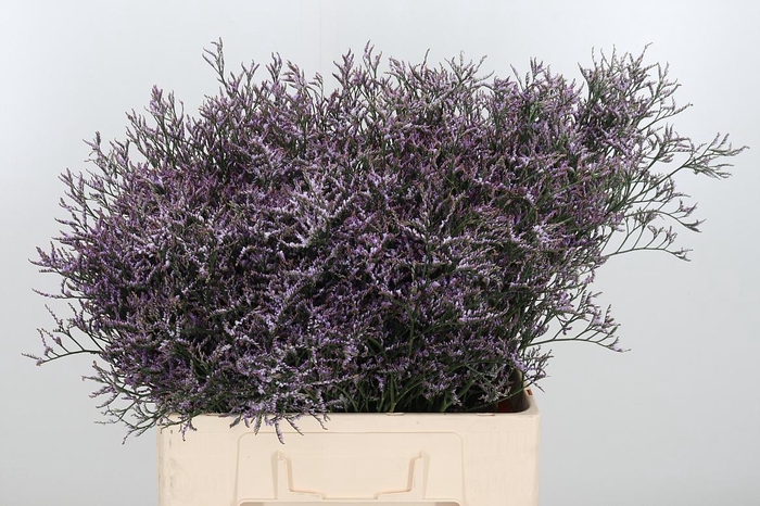 <h4>Lim Saf Lilac 60 20</h4>