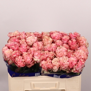 R GR COUNTRY CANDY