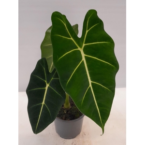 ALOCASIA X AMAZONICA p12