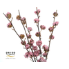 Dried Cotton Gossypium Bordeaux