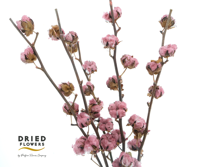 Dried Cotton Gossypium Bordeaux