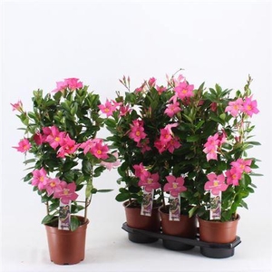 Mande Summerst Ea Ey