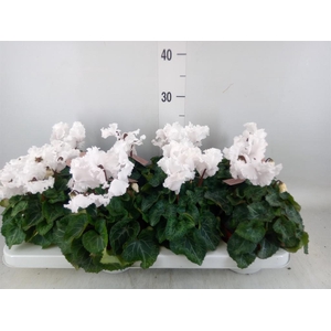 Cyclamen MD 'Merengue'