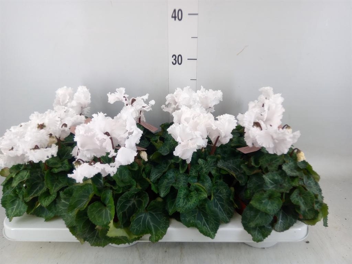 <h4>Cyclamen MD 'Merengue'</h4>