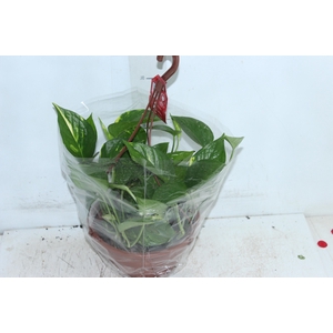 JIBOIA VERDE C21 PENDENTE