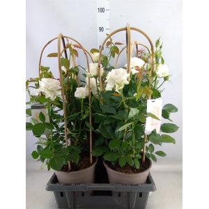 Rosa FL 'Wedding Select'