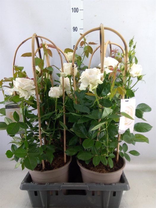 <h4>Rosa FL 'Wedding Select'</h4>