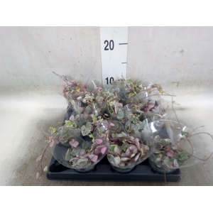 Ceropegia woodii ssp. woodii