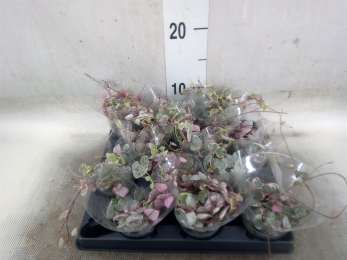 <h4>Ceropegia woodii ssp. woodii</h4>