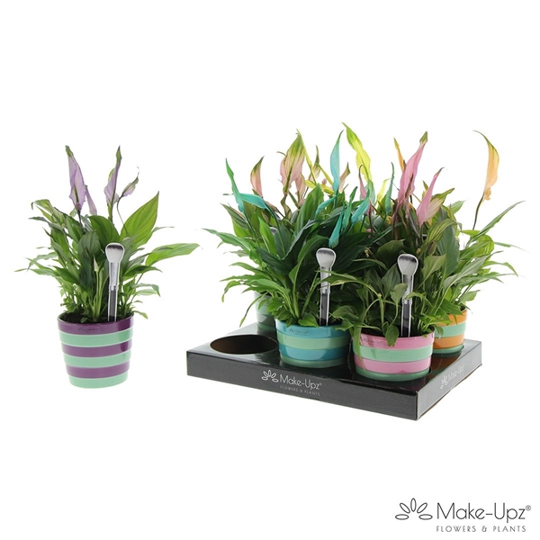 <h4>Spathiphyllum 10,5 cm Make Upz in streepkeramiek</h4>