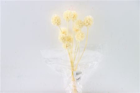 Pres Scabiosa St 10pc Bleached Bunch Slv