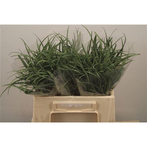 Frit Meleagris