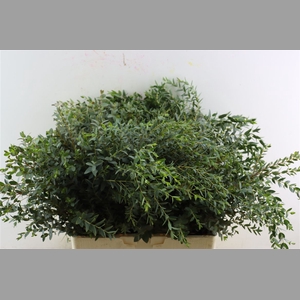 Euca Parvifolia 300gr P Bunch S A