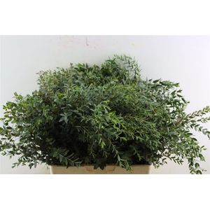 Euca Parvifolia 300gr P Bunch S A