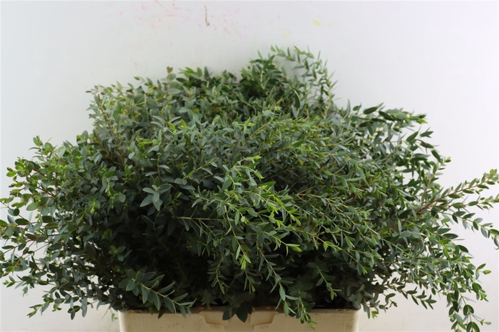 <h4>Euca Parvifolia 300gr P Bunch S A</h4>