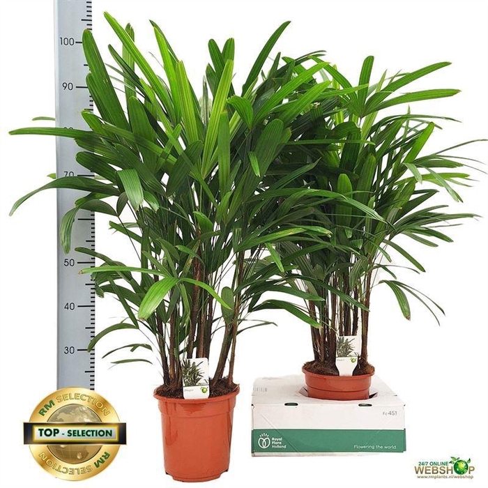 <h4>RHAPIS EXCELSA</h4>