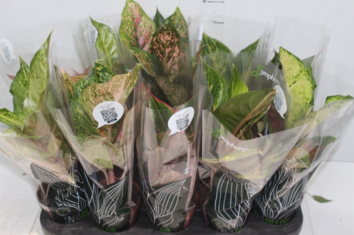 <h4>AGLAONEMA VARIADA P12 PREMIUM</h4>