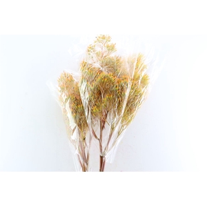 Bromelia Xl Yellow Brasil