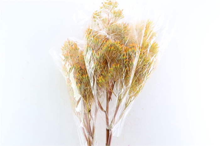 Bromelia Xl Yellow Brasil