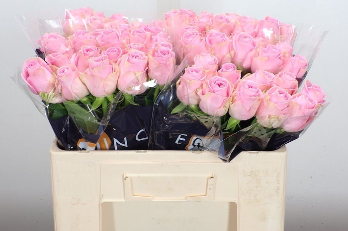 <h4>Rosa GR 'Heidi'</h4>