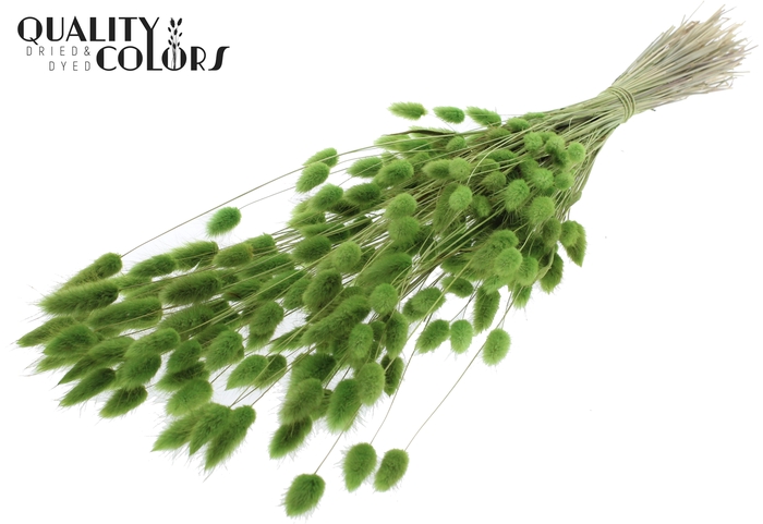 Lagurus Premium per bunch Light Green