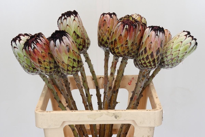 <h4>Protea Niobe</h4>