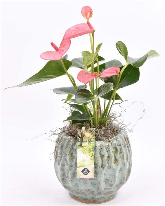 <h4>Keramiek pot gr/bl 12/14cm</h4>