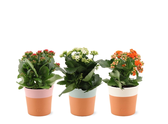 <h4>Kalanchoë 3 color mix in Pure Terra Cotta ceramics</h4>