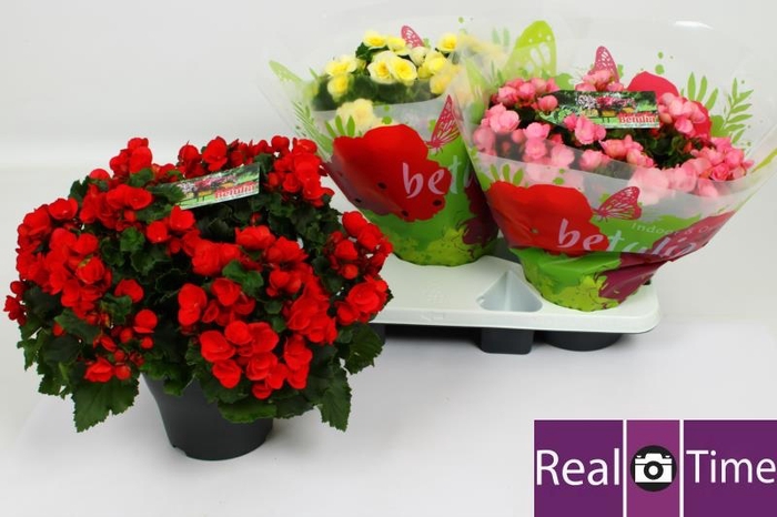<h4>BEG EN BETULIA GEM</h4>
