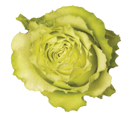 <h4>R Gr Lemonade Green 50cm EC</h4>