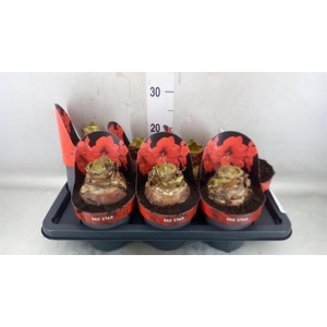 Hippeastrum GA 'Red Star'