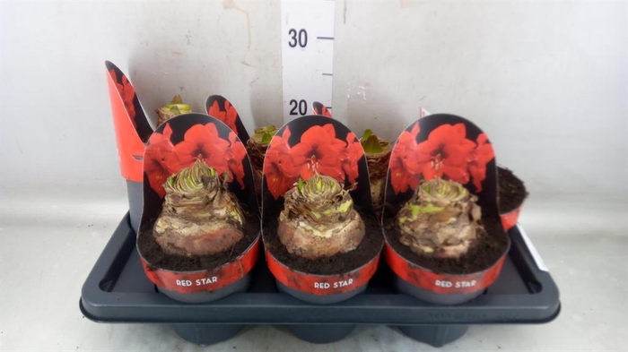 <h4>Hippeastrum GA 'Red Star'</h4>