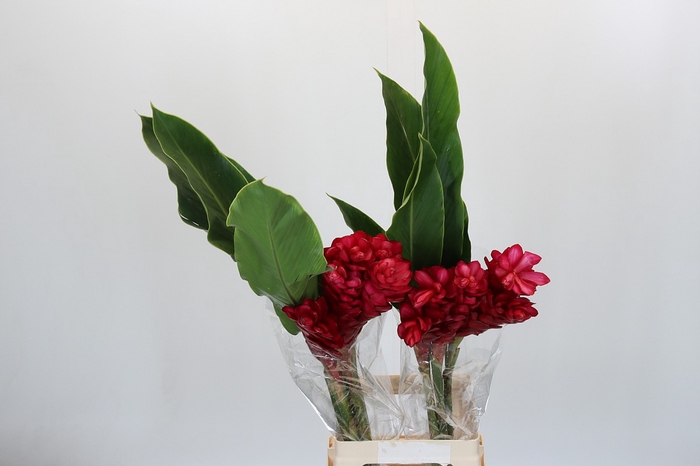 <h4>Ginger Red</h4>
