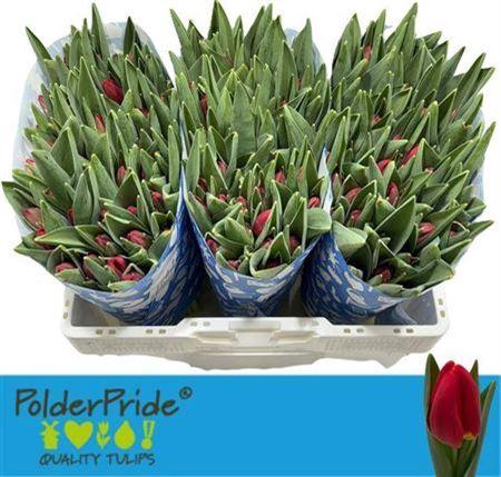 <h4>Tu En Red Stone</h4>