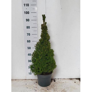 PICEA GL CONICA