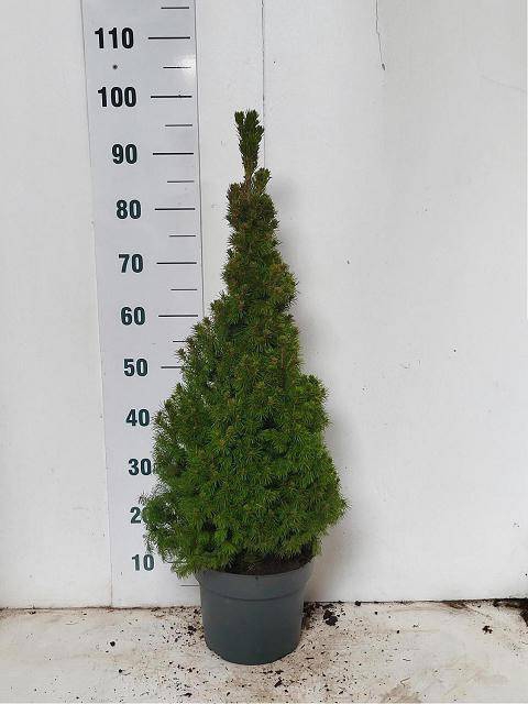 <h4>PICEA GL CONICA</h4>