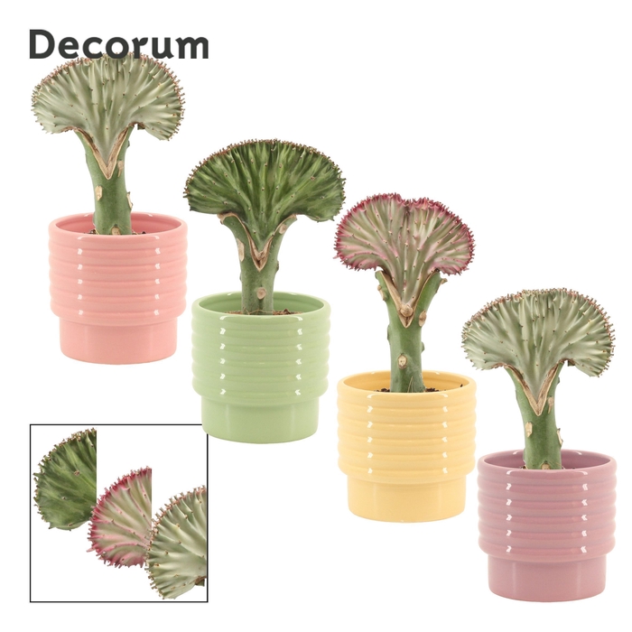 <h4>Euphorbia Lactea 9 cm in Naemi (Tasty bubble-collection)</h4>