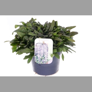 AJUGA REPT