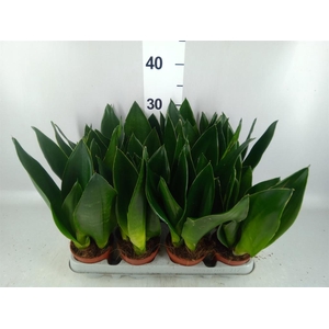 Sansevieria trifa. 'Futura Superba'