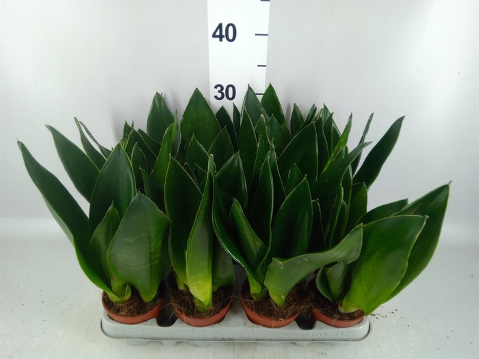 <h4>Sansevieria trifa. 'Futura Superba'</h4>